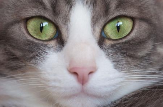 猫咪的大眼睛想保持明亮,需要经常擦拭…但如何擦拭是