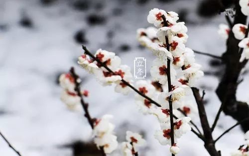 6,秋去冬来立冬降,我的祝福来送上,天气变幻总无常,关怀问候不能忘