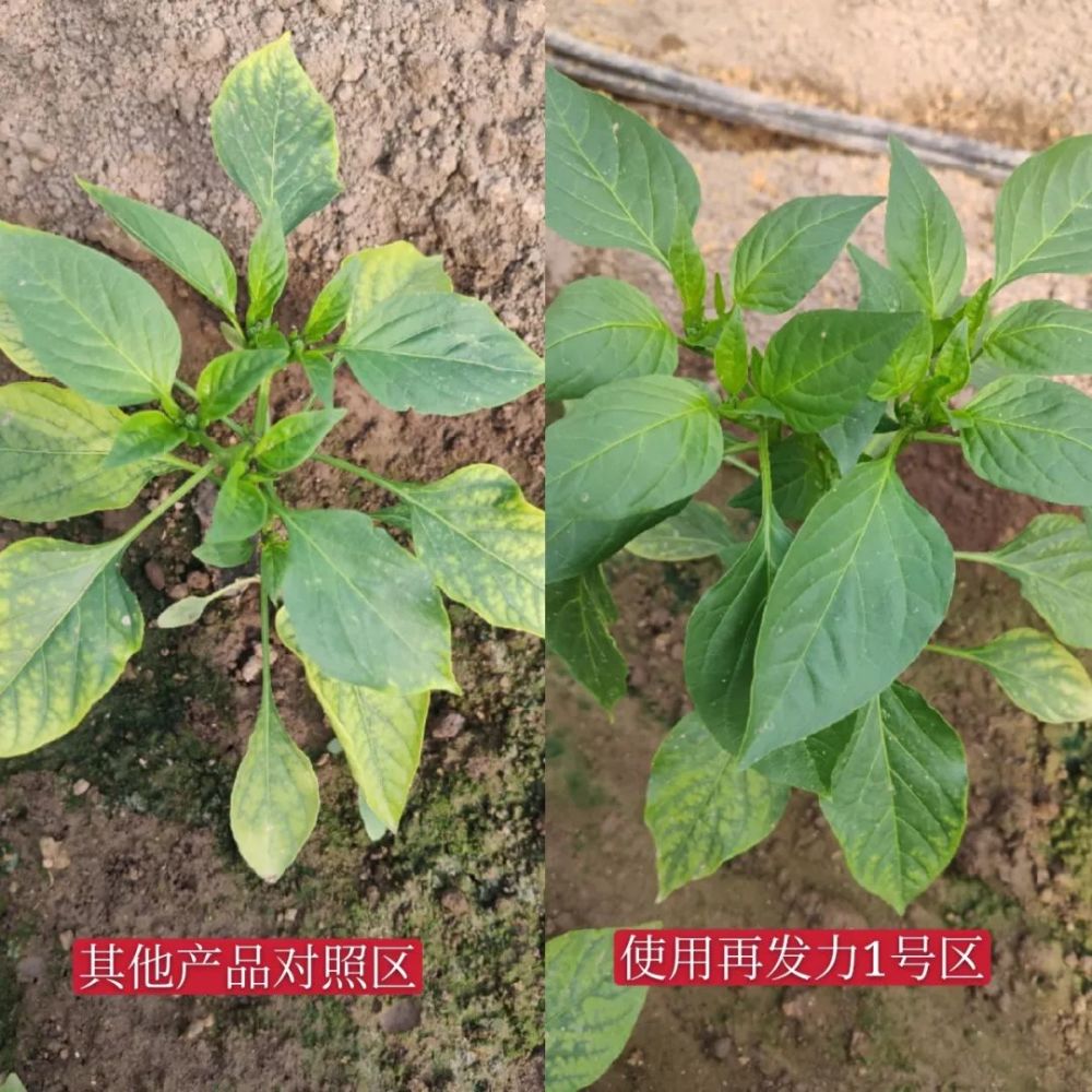 粪肥烧苗叶黄棵不长,这样做,可快速补救!