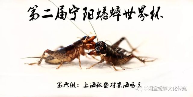 本公众号将陆续为大家献上第二届宁阳蟋蟀世界杯的每一场比赛
