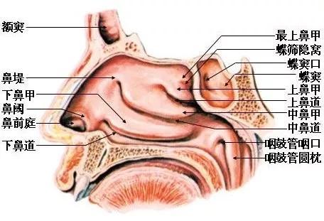 另外,鼻腔内部的结构复杂,炎症和病菌的刺激,可能导致鼻息肉的生长