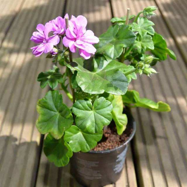 入冬后,这4种"开花植物"养家里,叶片绿,花色艳,美成一