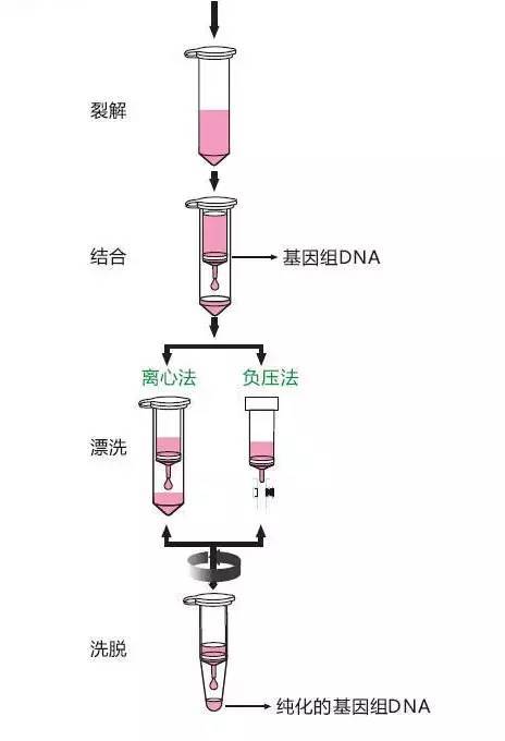 一文读懂体外诊断中的核酸提取方法