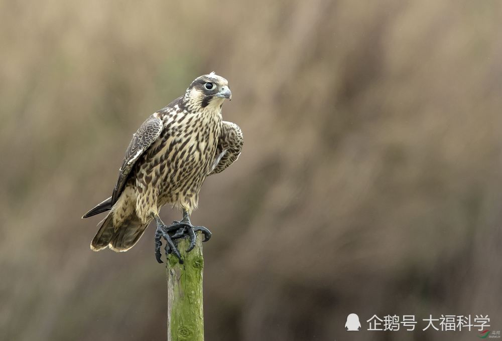 世界最快的动物,游隼的最高时速可达390公里!