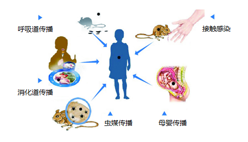 出血热预防要点,你知道吗?