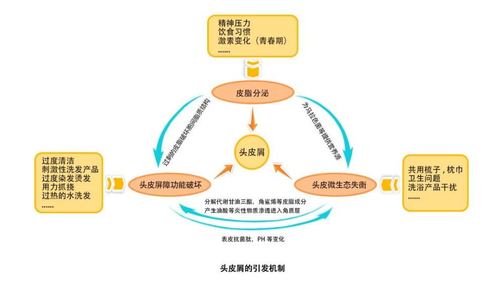 主要涉及头皮油脂,头皮微生态,头皮屏障功能受损等方面的多种因素