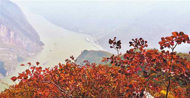 满山红叶似彩霞简谱_满山红叶似彩霞图片(2)