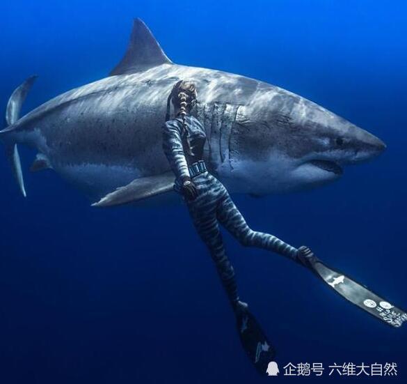 身长6米超级大白鲨是现存世界上最大的白鲨年龄超过50多岁