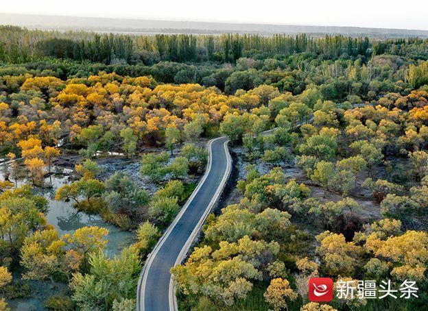 泽普金湖杨国家森林公园
