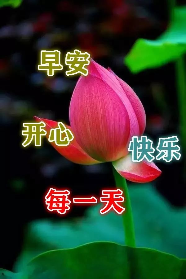 早安吉祥!此岸有你,彼岸有我,无论距离多远,心中的牵挂一直不变.