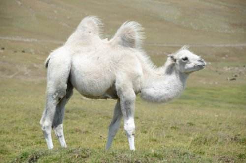 《鬼吹灯》结局惊现白骆驼 原来它是这样的存