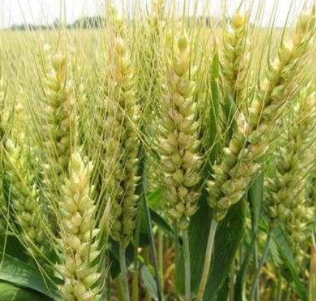 在农村田地里非常常见的"小麦"和"青稞"有什么区别?