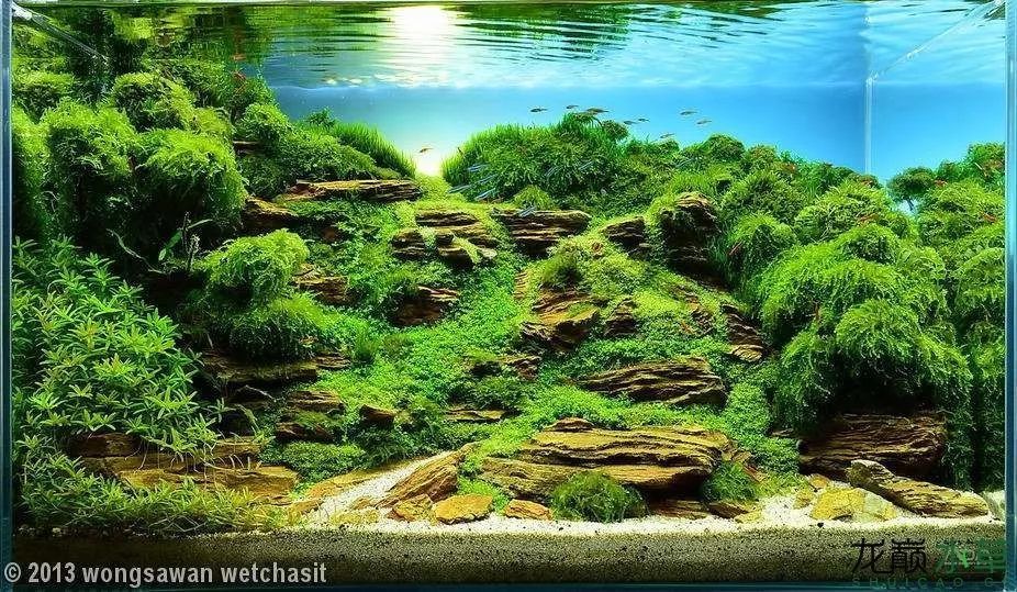 造景素材当然离不开石头,今天给大家整理了几种常见造景石的造景示例