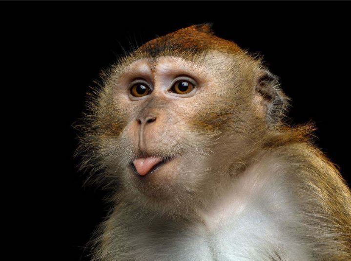 素描动物 教你画猴子!