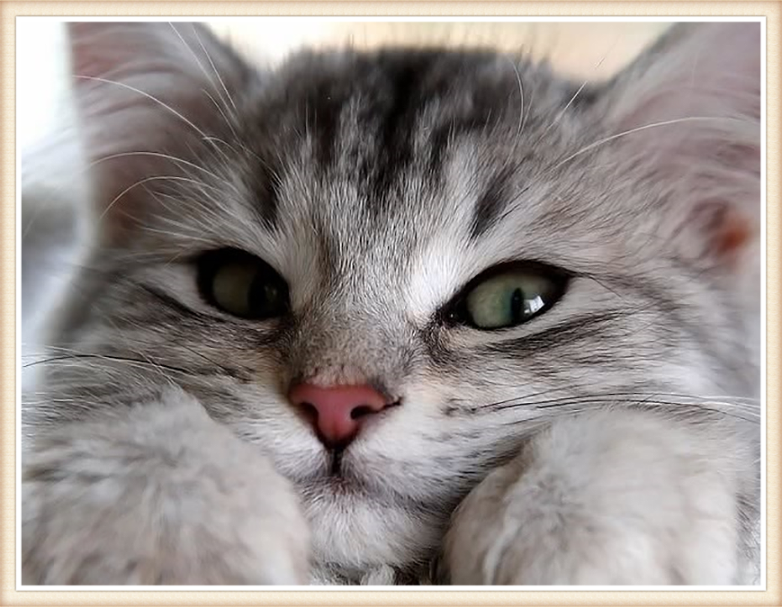 天真烂漫的小猫咪们,自信满满,神采奕奕
