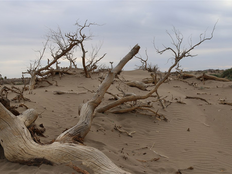 沙漠环境恶劣,如果把海水引到沙漠里,又会发生怎样的事呢?