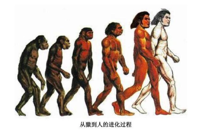 人类进化过程