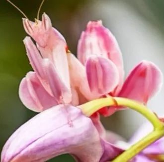 兰花螳螂 竹节虫