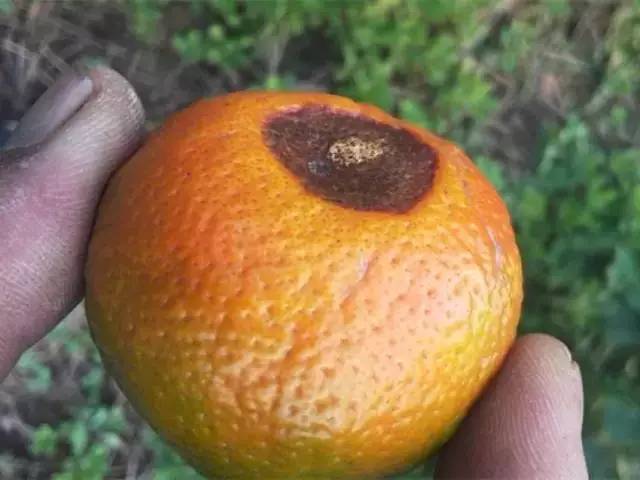 柑橘外表鲜亮内生黑霉,这是什么原因呢?果农留意这个病害