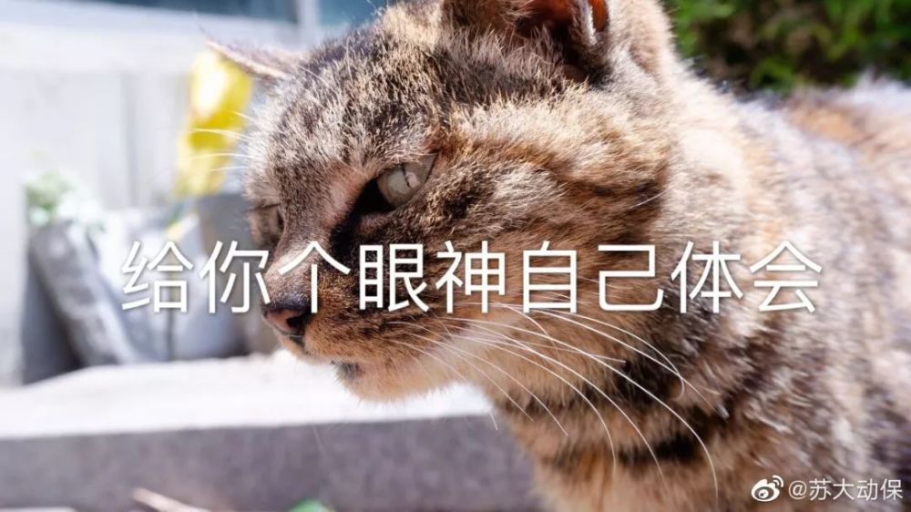超可爱的苏大猫咪表情包来了!