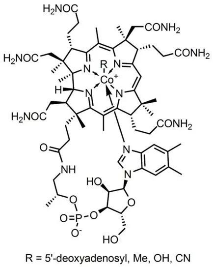 science:揭示免疫系统靶向维生素b12途径来中和结核杆菌机制