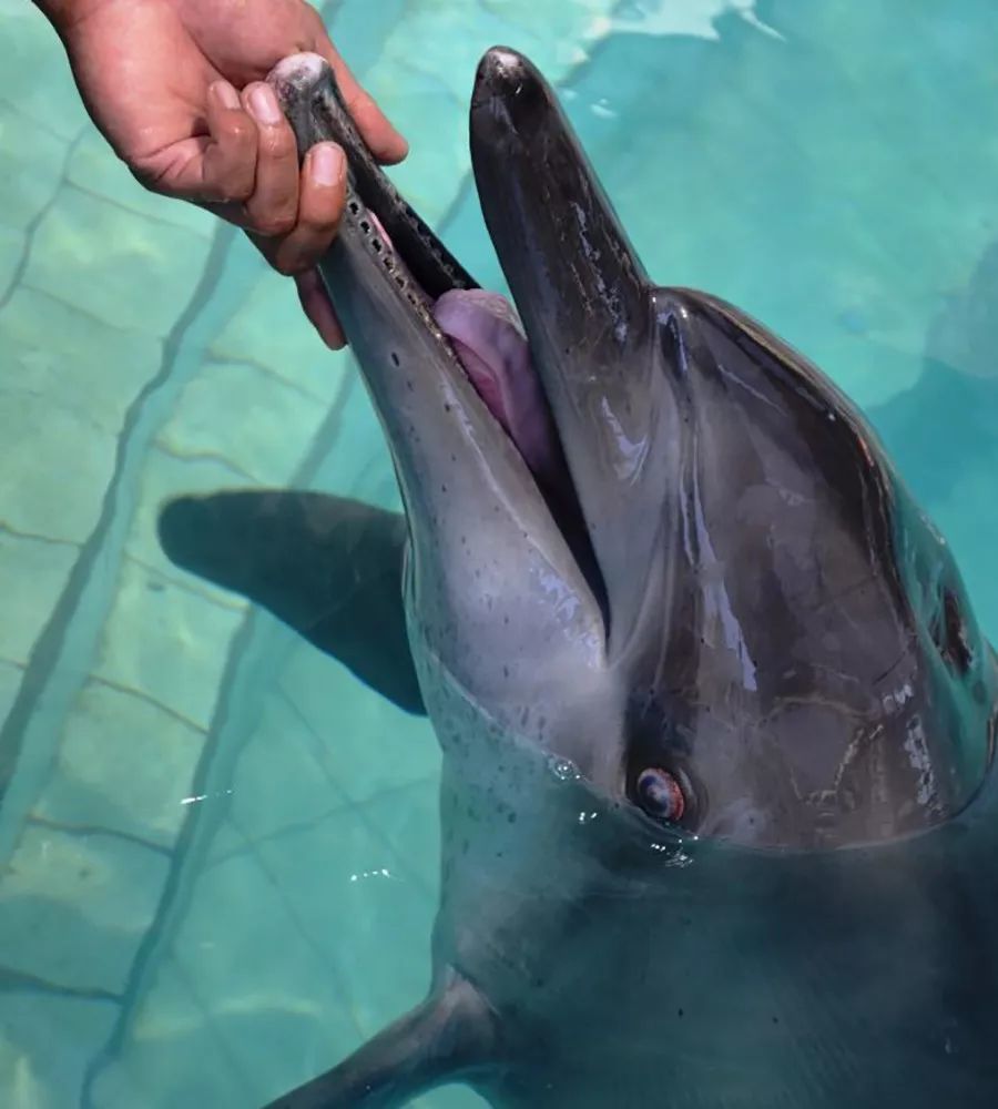 如图,正常瓶鼻海豚的牙齿数量为18对~26对