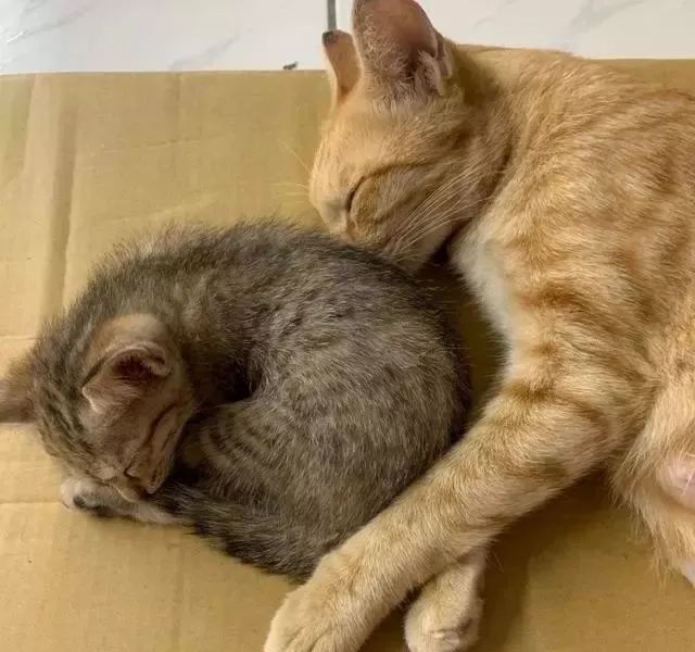 母猫自来闯店里,连叼4小猫进仓库:你要养我们哦