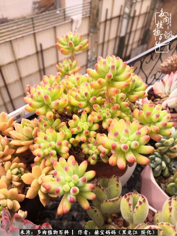 寒潮Ω来袭,大东北的多肉进屋前留念!
