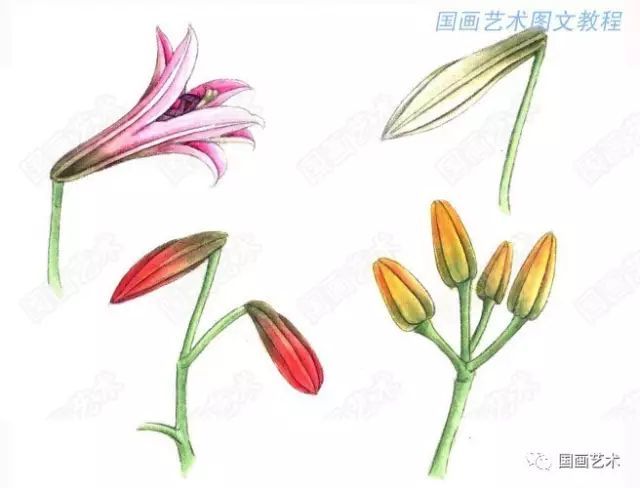 再用淡草绿分染明暗关系,然后调深红色点花药