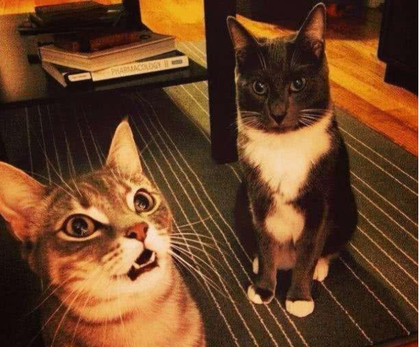 猫猫张大嘴巴是吃惊了揭秘掩藏在猫嘴里的黑科技