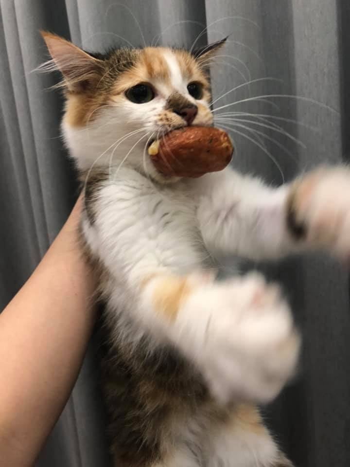 贪吃猫咪趁主人分心,一个箭步前去偷吃,被抓包还得意就是不松口