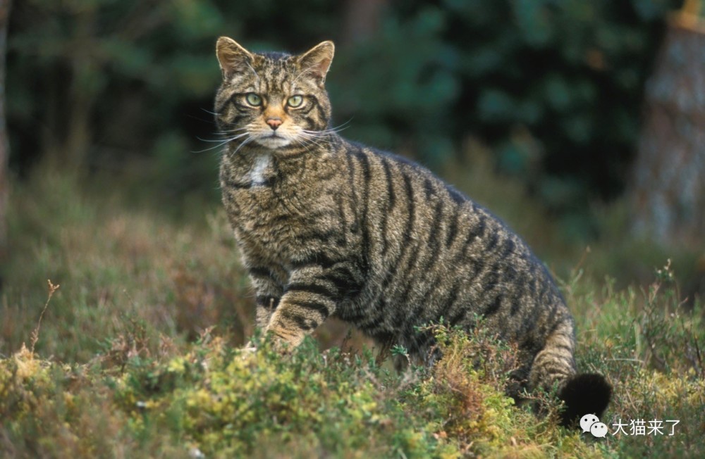 其实,高地虎并不是老虎,它是野猫的一个亚种—— 苏格兰野猫的别称.