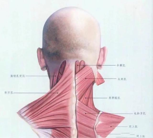 有两种夹肌,即头夹肌和颈夹肌,头夹肌和颈夹肌基本都是为颈部提供