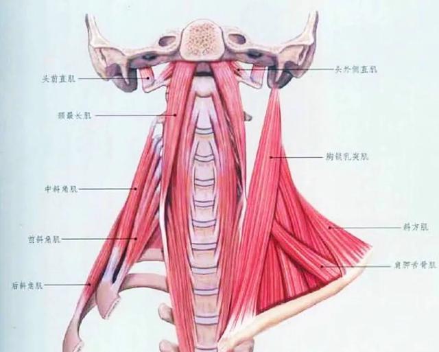 最详细全身肌肉拉伸细节教程:颈部拉伸