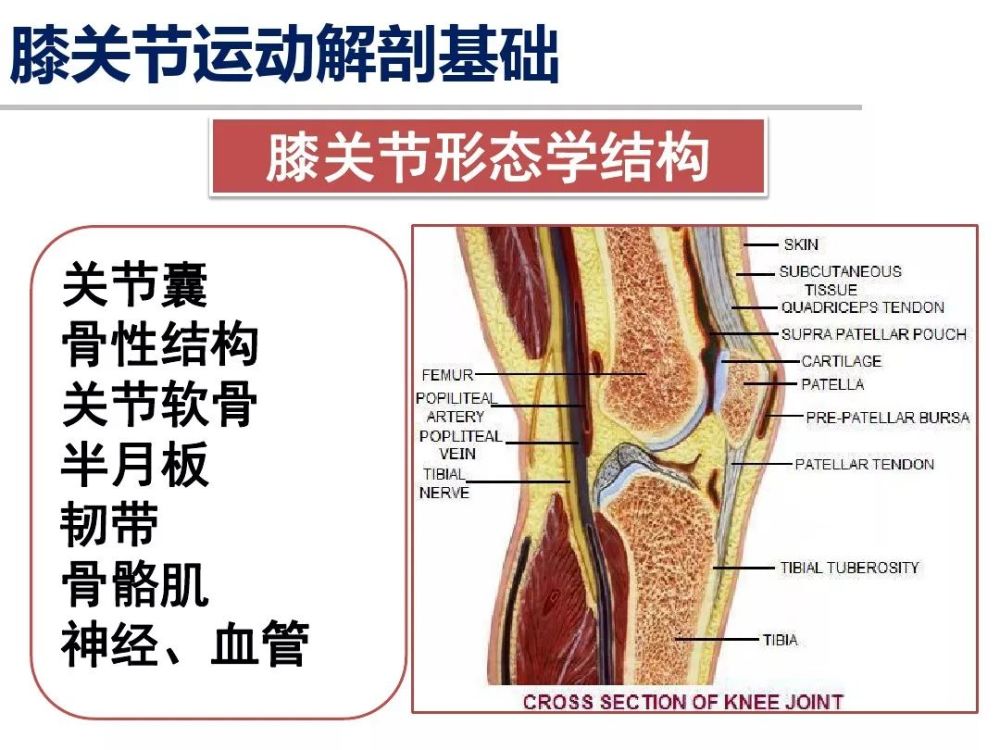 人体肩,膝关节运动解剖学基础