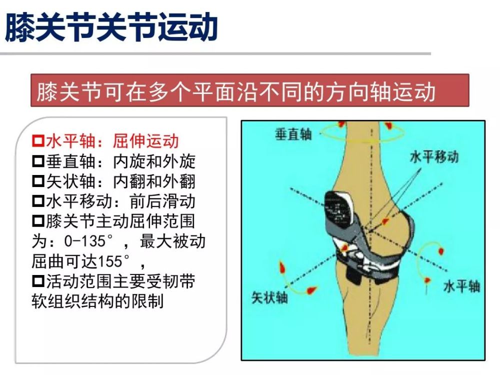 人体肩,膝关节运动解剖学基础