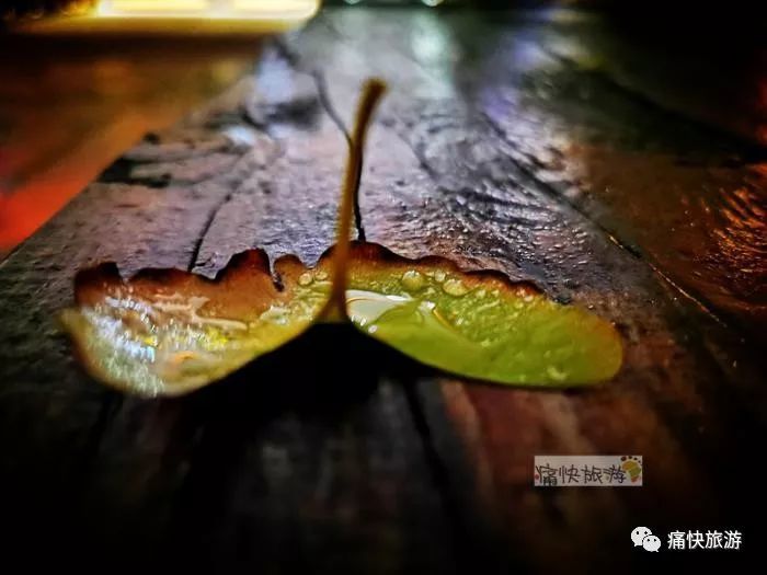 又是一年落叶季 雨夜银杏叶如画