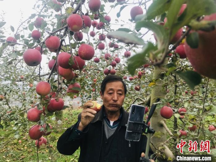 图为甘肃陇南市礼县年逾五旬的果农张加成正在直播中 闫姣 摄