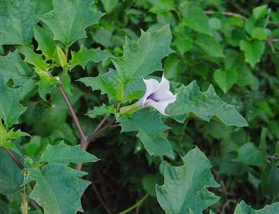 这种植物以其喇叭状的花而闻名,它的颜色从白色到粉红