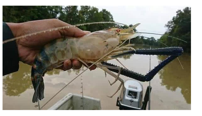 湄公河大虾泛滥成灾,中国网友却怂了:这次真不敢吃