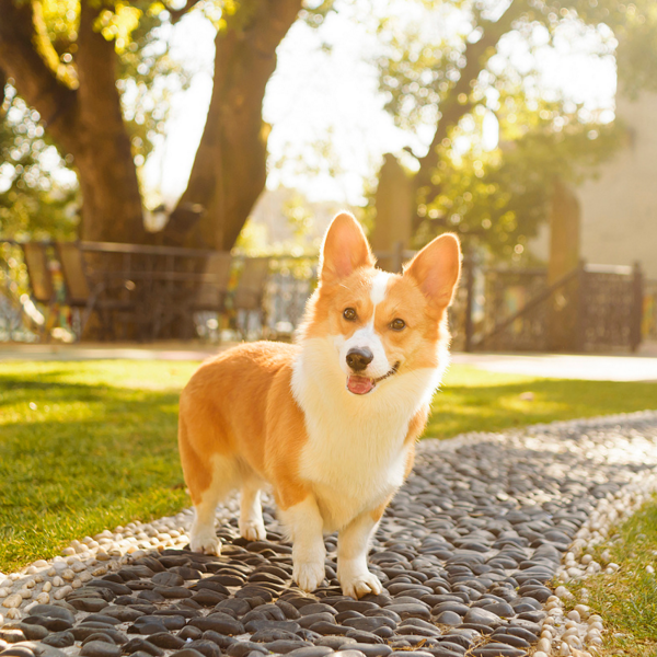 惹人喜爱柯基犬高清美图活力满满顽皮好动