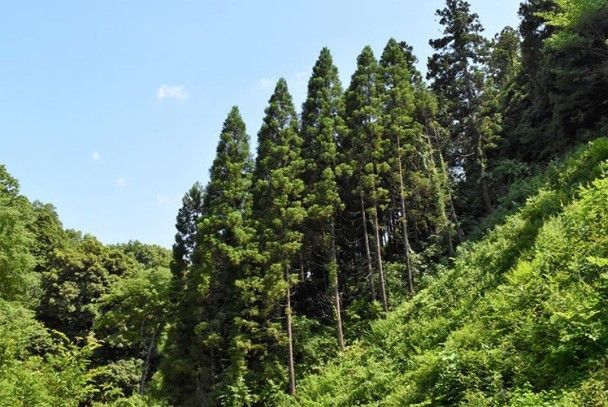 花粉过敏患者福音!日本鸟取县历经7年,成功种出优质无花粉柳杉!