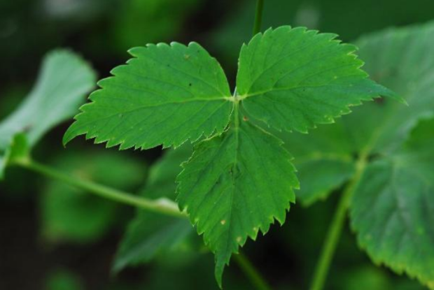 荒野维生野菜系列短果茴芹