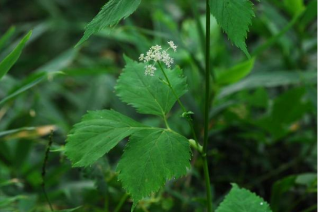 荒野维生野菜系列短果茴芹