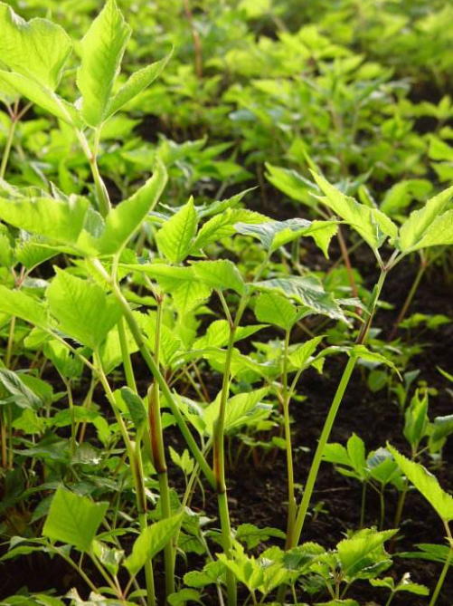 荒野维生野菜系列——短果茴芹