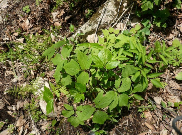荒野维生野菜系列——短果茴芹