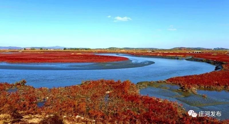 庄河红海滩别有韵味