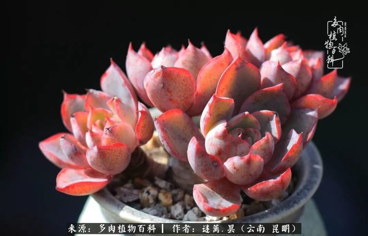 阿波罗青蛙