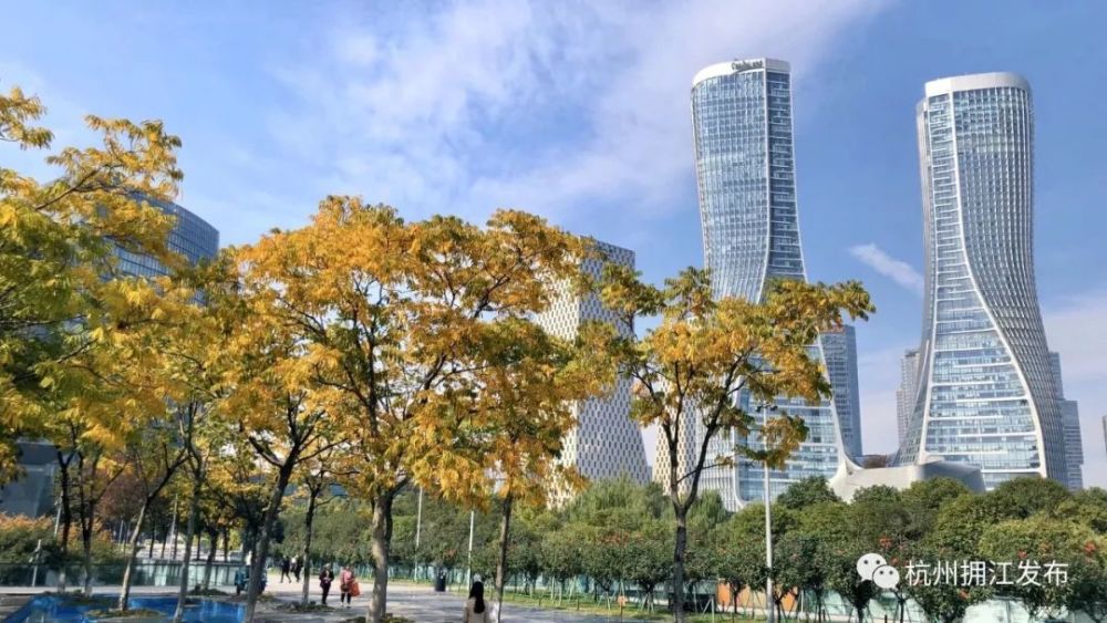 银杏已黄,大杭州好一个金色钱塘!