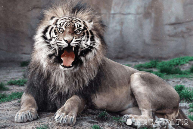 熊猫凶起来很可怕,那熊猫打的过老虎吗?网友:能打最小